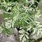 Silver Lace Fern Pteris Ensiformis Evergemiensis  Live Plant NN7 4inPot  Indoor
