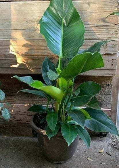 green congo Indoor Phidenphidon large leaf 0 in 1gallon Outdoor Live Plant NN7