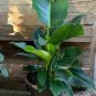 green congo Indoor Phidenphidon large leaf 0 in 1gallon Outdoor Live Plant NN7