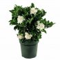 Gardenia Veitchii plant 5gallon Live Plant NN7 FR75G Outdoor