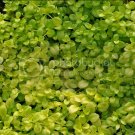 Veronica Repens Green Groundcover Plant 24 Plants 2inPot Live Plant NN7 groundco