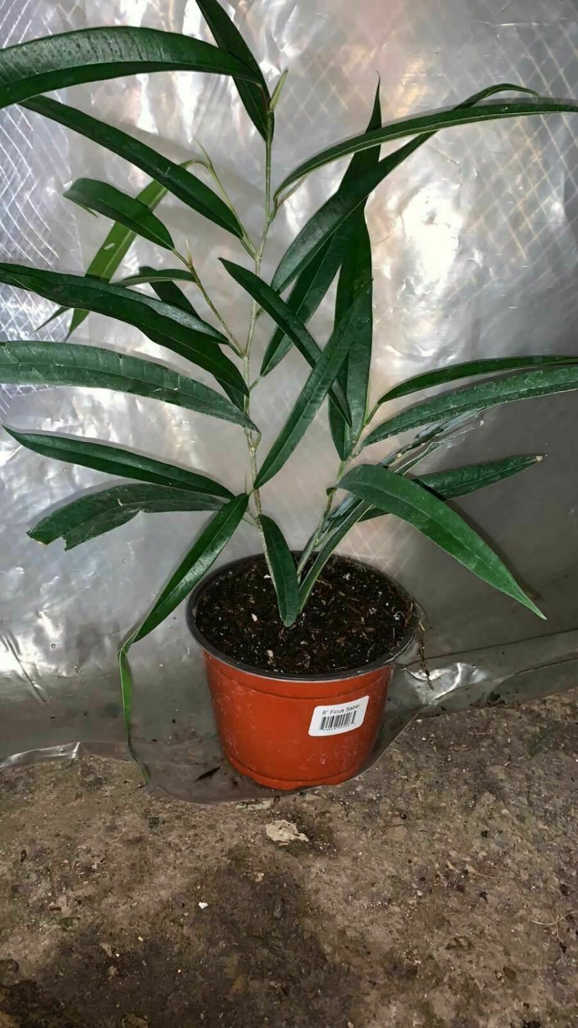 Ficus sabre Indoor Ficus Binnendijkii Foliage 6inPot Live Plant NN7 Premium co8