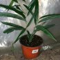 Ficus sabre Indoor Ficus Binnendijkii Foliage 6inPot Live Plant NN7 Premium co8