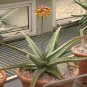 Aloe Sinkatana Agavaceae Succulent S  Live Plant NN7 4inPot Su9 succulent indoor
