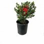 Azalea Phoenicia 3gallon Live Plant NN7 Outdoor plant 5gallonG Outdoor
