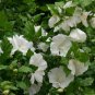 Hibiscus Diana White plant 5gallon Live Plant NN7 FR75G Outdoor