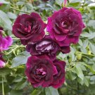 Rosa x Burgundy Iceberg Rose burgundy plant 5gallon Live plant mr75g