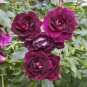 Rosa x Burgundy Iceberg Rose burgundy plant 5gallon Live plant mr75g