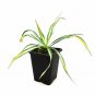 Yucca Gold Sword plant 5gallon Live Plant NN7 FR75G Outdoor