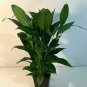 Peace Lilypathyphyllum Air Purifying House 4?¢‚Ǩ?°?ɂÄû?ɬ??¢ÀÜ?°?ɂÄò?¢ÀÜ?°?è‚