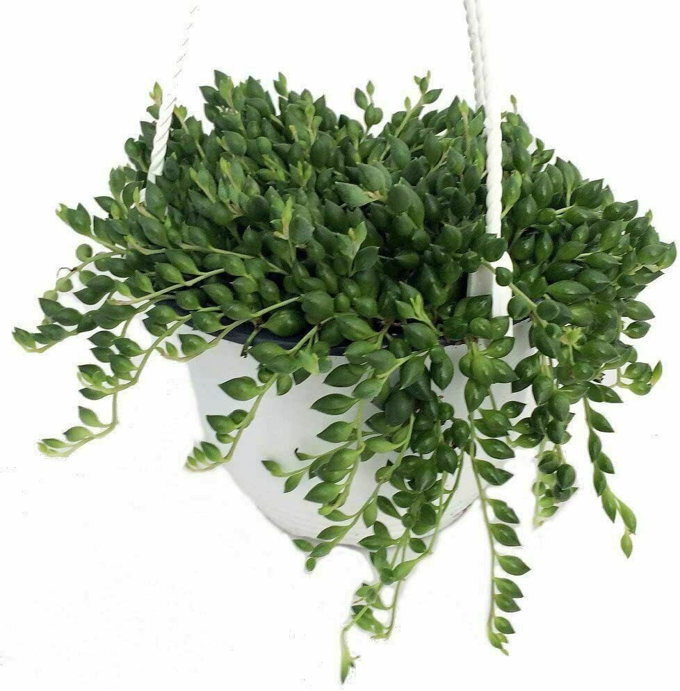 String Of Beads Succulent String Of Pearl Live Plant NN7 4inPot
