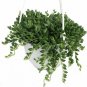 String Of Beads Succulent String Of Pearl Live Plant NN7 4inPot