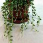 String Of Beads Succulent String Of Pearl Live Plant NN7 4inPot