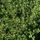 Thyme Elfin plant pink thyme plant Gmo Organic Plant 24 Plants 2inPot Live Plant