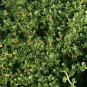 Thyme Elfin plant pink thyme plant Gmo Organic Plant 24 Plants 2inPot Live Plant
