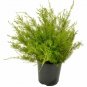 Coprosma Kirkii plant 5gallon Live Plant NN7 FR75G Outdoor