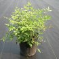 Heavenly Bamboo Nandina Domestica Harbour Dwarf plant 1gallon Live Plant NN7