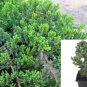 Juniperus procumbens Nana Japanese Garden Juniper Groundcover plant 1gallon Live