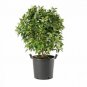 Betula nigra Dura Heat River Birch plant 5gallon Live Plant NN7 mr75g