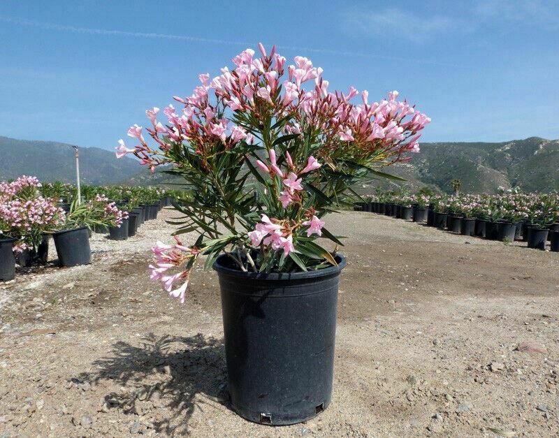 Oleander Nerium Olive Pink Shrubs plant 1gallon Outdoor Live Plant NN7