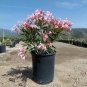 Oleander Nerium Olive Pink Shrubs plant 1gallon Outdoor Live Plant NN7