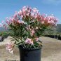 Oleander Nerium Olive Pink Shrubs plant 1gallon Outdoor Live Plant NN7