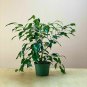 Golden DevilS Ivy pothos Indoor Clean Air Epiprem 6inPot Live Plant NN7 6in9 FOL