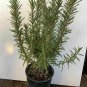 Salvia Rosmarinus Rosmarina Off Tuscan Blue Upright plant 1gallon Live Plant NN7