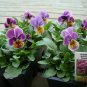 Viola Antiquehades Herb Non Gmo Organic Plant 24 Plants 2inPot Live Plant NN7 gr