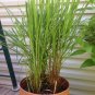 Lemongrass Organic Herb Rootstalk Cymbopogon Citratus Plan plant 1gallon Live Pl