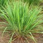 Lemongrass Organic Herb Rootstalk Cymbopogon Citratus Plan plant 1gallon Live Pl