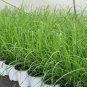 Lemongrass Organic Herb Rootstalk Cymbopogon Citratus Plan plant 1gallon Live Pl
