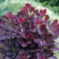 Cotinus coggygria Royal Purple Smoke Tree plant 5gallon Live Plant NN7 mr75g