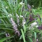Giant Lily Turf Liriope M Gigantea Grasses plant 1gallon Live Plant NN7