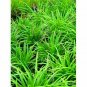 Giant Lily Turf Liriope M Gigantea Grasses plant 1gallon Live Plant NN7