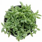 String Of Dolphin senecio egrinu succulent  Live Plant NN7 4inPot  Indoor CO8