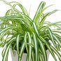 Spider Variegated Chlorophytum Comosum Hanging 6 Live Plant NN7
