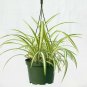 Spider Variegated Chlorophytum Comosum Hanging 6 Live Plant NN7