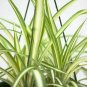 Spider Variegated Chlorophytum Comosum Hanging 6 Live Plant NN7