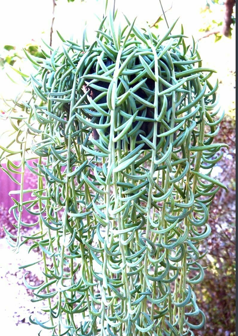 String Of Fish Hookstring Of Fishhooksucculentenecio Radicans 6 Live Plant NN7