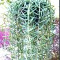 String Of Fish Hookstring Of Fishhooksucculentenecio Radicans 6 Live Plant NN7