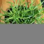String Of Fish Hookstring Of Fishhooksucculentenecio Radicans 6 Live Plant NN7