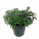 Arctostaphylos Emerald Carpet Trailing Manzanita plant 1gallon Live Plant NN7 MR
