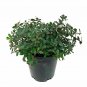 Arctostaphylos Emerald Carpet Trailing Manzanita plant 1gallon Live Plant NN7 MR