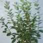 Feijoa sellowiana plant 5gallon Live Plant NN7 FR75G Outdoor
