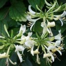 Lonicera jap Halliana Halls Honeysuckle plant 1gallon Live Plant NN7 MR71G