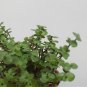 Bolivian Jew Callisia Repens Foliage Live Plant NN7 4inPot