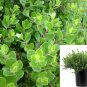 Arctostaphylos Emerald Carpet Trailing Manzanita s plant 1gallon Live Plant NN7