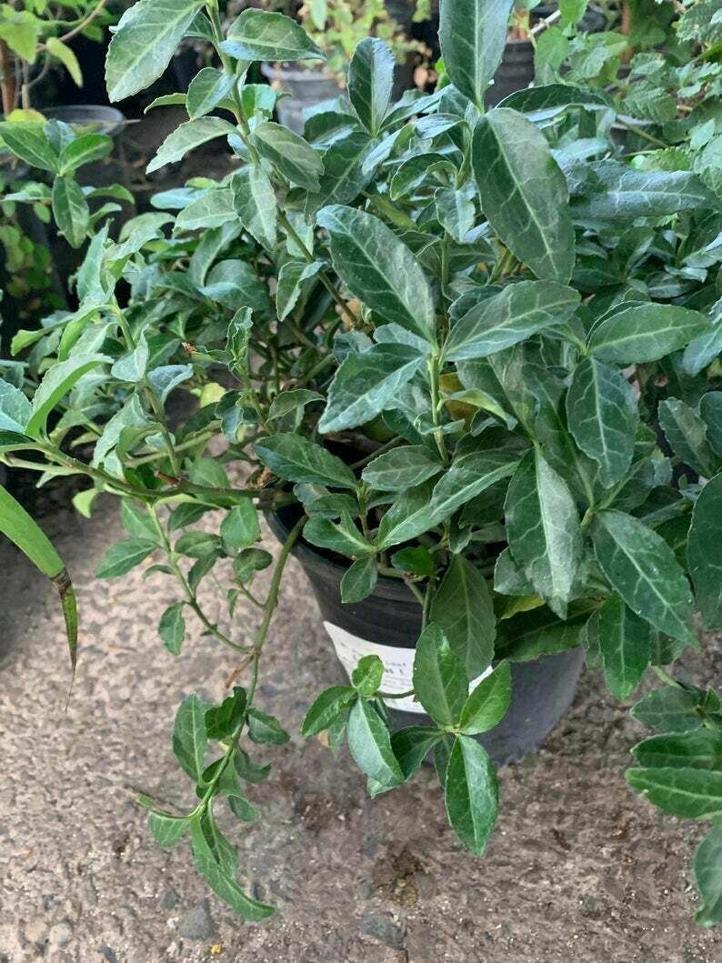 Purple Leaf Winter Creeping Euonymus Colorata Flower plant 1gallon Live Plant NN