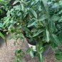 Purple Leaf Winter Creeping Euonymus Colorata Flower plant 1gallon Live Plant NN